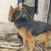 توله ژرمن موبلند