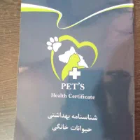 سگ شیتزو خانگی شناسنامه دار|سگ|تربت جام, معدآباد|دیوار