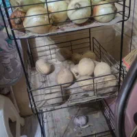 سبد سیب زمینی و پیاز