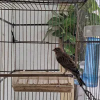 سهره قناری چونه سفید ابلغ وسینه سرخ قناری سوپری|پرنده|قزوین, |دیوار