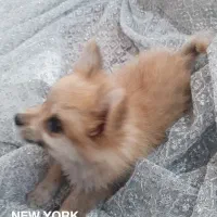 یک عددسگ پامرخرسی|سگ|نرماشیر, |دیوار