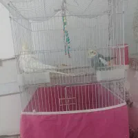 جفت عروس پاریس