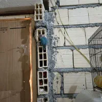 یک عدد کتوله نر زیبا با قفس 1300 تخفیف هم دار