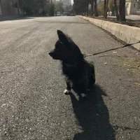 سگ پاکوتاه گمشده