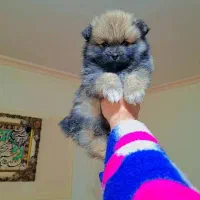 پامر خرسی عروسکی|سگ|رشت, دیانتی|دیوار