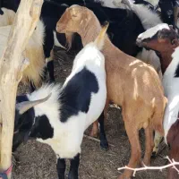 کهره نر و قصابی خود بندرعباس