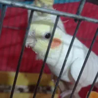 تعدادی عروس هلندی. لوتینیو. مرواریدی