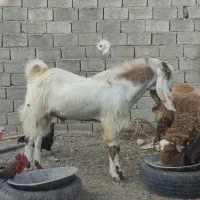 نربز  پاکستانی درجه یک|حیوانات مزرعه|بردسکن, |دیوار