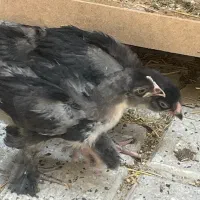 جوجه مرندی گلین