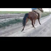 کره نریون 18ماه بهترین جنس