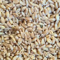 گندم بذر پیشگام خالص و بوجاری شده بدون آشغال و ...|عمده‌فروشی|اصفهان, براآن شمالی|دیوار