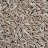 جو سرارود و محلی|خدمات باغبانی و درختکاری|ماهیدشت, |دیوار