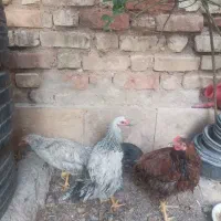 جوجه خروس محلی|حیوانات مزرعه|شیراز, کوشک میدان|دیوار