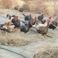 بز ،غاز ،بوقلمون ،اردک روسی|حیوانات مزرعه|نظرآباد, |دیوار