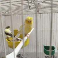 قناری نر گلاستر