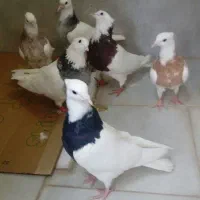 کبوتر طوقی|پرنده|محمدشهر, محمدشهر|دیوار