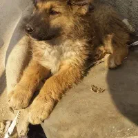 ماده سرابی ذات قدیم