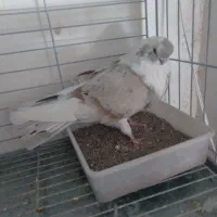 نوک قنار م|پرنده|یزد, |دیوار