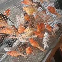 قناری سرخ رد فاکتور و مزایکی اورجینال خاص