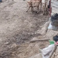 گاو