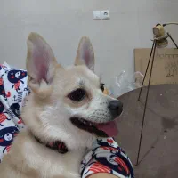 سگ پامرانی اشپیتز روباهی