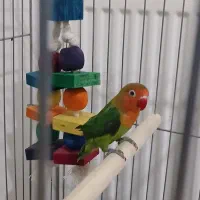 طوطی برزیلی