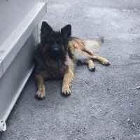 فروش سگ ژرمن کلاسیک و کینگ