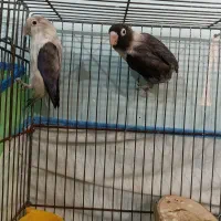 جفت طوطی برزیلی یویینگ ویولت و سیاه ماسکت|پرنده|اهواز, کوروش|دیوار