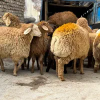 برای عید قربان و گوشت خونه گوسفند زنده|حیوانات مزرعه|تهران, جیحون|دیوار