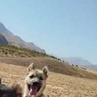 سگ پاکوتاه|سگ|دینور, |دیوار