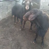 دو تا قوچ وزن از ۱۱۰ به بالا افشار