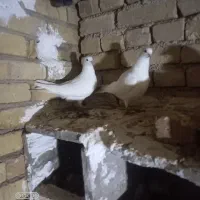 کبوتر|پرنده|جوکار, |دیوار