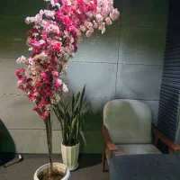 درختچه شکوفه آماده تحویل