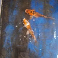 ماهی کوی بزرگ سالم خونگی|ماهی|اصفهان, نصرآباد|دیوار