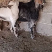 دو بزغاله نر نژاد سه قلو|حیوانات مزرعه|ملکشاهی, |دیوار