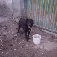 سگ‌گله ای|حیوانات|قم, امامزاده ابراهیم|دیوار