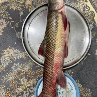 ماهی درجه یک تازه بدون شکم ارسال رایگان|ماهی|دورود, |دیوار