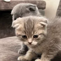 اسکاتیش فولد بلو