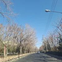 کفتر سفید پیدا شده