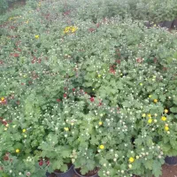 گل داودی|گل و گیاه طبیعی|محلات, |دیوار