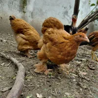 فروش ویژه جوجه فریزل و برهما وارداتی|حیوانات مزرعه|تهران, فلسطین (میدان انقلاب)|دیوار