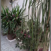 اجاره ویلایی ۱۵۰ متری/خرمشهر|اجارهٔ خانه و ویلا|لاهیجان, شهید آوینی|دیوار