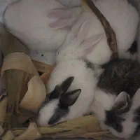 بچه خرگوش لپی|موش و خرگوش|جیرفت, |دیوار