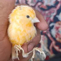 فروش قناری. ابلغ