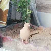 کبوتر سینه زرد