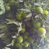 انجام هرس مرکبات در منازل و باغچه شهری|خدمات باغبانی و درختکاری|کازرون, |دیوار