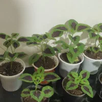 گل طبیعی|گل و گیاه طبیعی|کرمانشاه, |دیوار