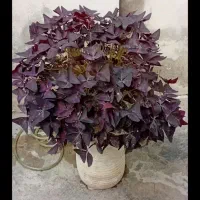 اگزالیس بنفش|گل و گیاه طبیعی|ماسال, |دیوار