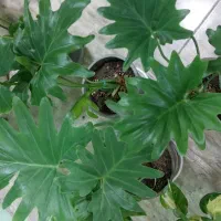 برگ انجیری گل و گیاه آپارتمانی