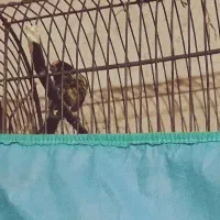 سهره بیا چت تا بگم چین